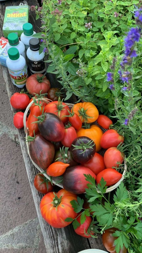 1.1Томатный батл.jpg