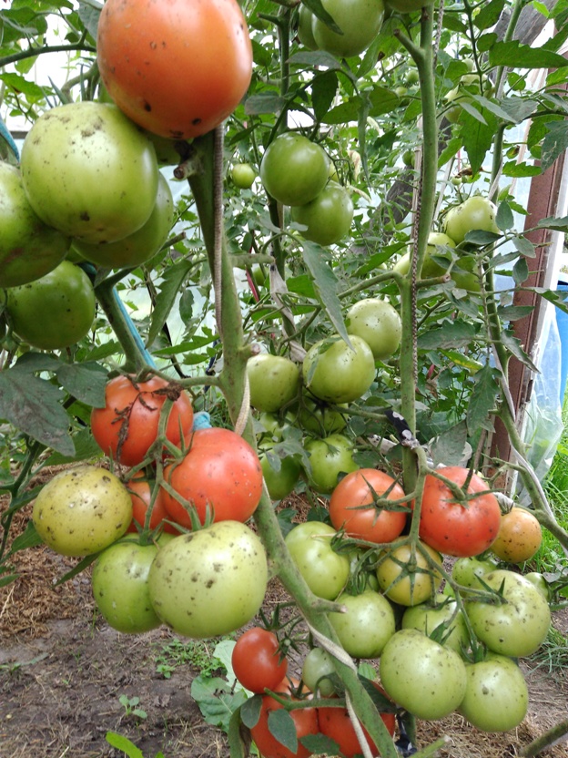 Тимченко 1.jpg Тимченко 1.jpg